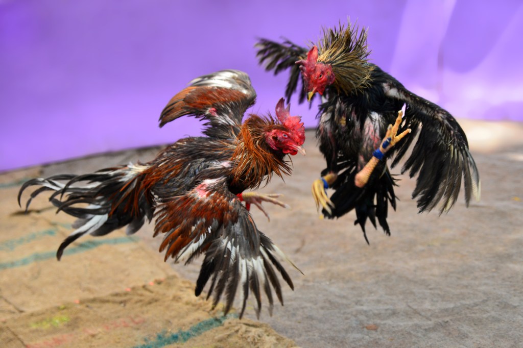 two roosters fighting