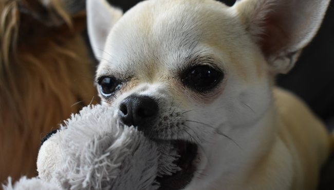 facebook-demonic-chihuahua-adoption-post