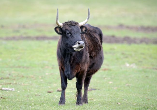 Buffalo Cattle Cow Bison