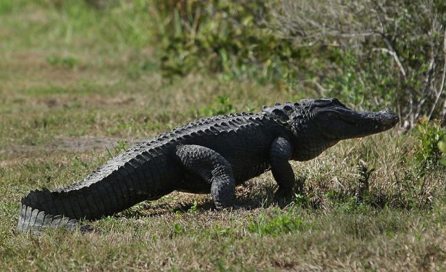 Alligator