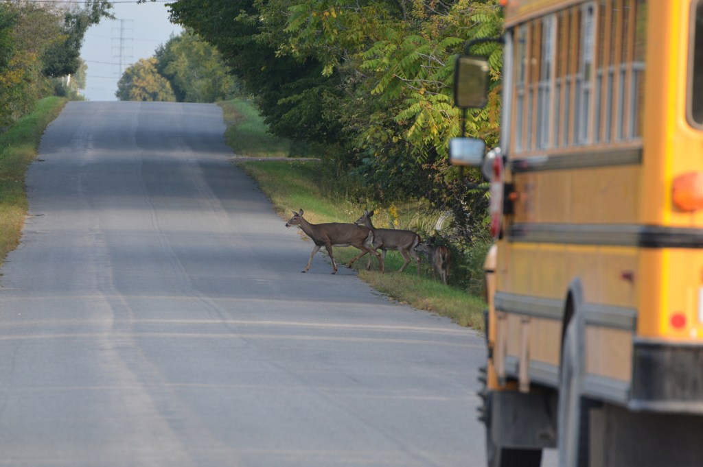 deer jumps through school bus window