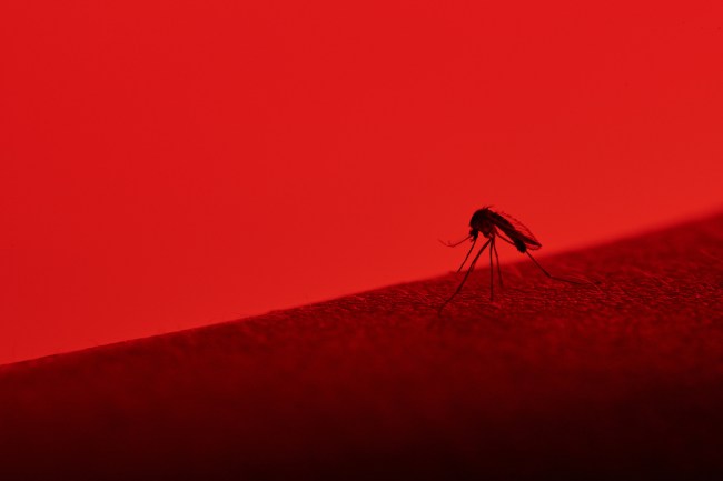 Genetically modified mosquitos florida outrage and terrorism 