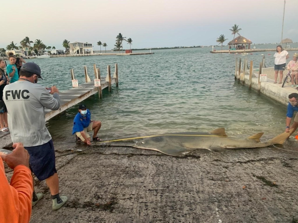 largest sawfish ever recorded