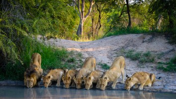 How Impressive Is This Tiny Turtle Chasing Two Fully Grown Lions Away From Its Watering Hole?