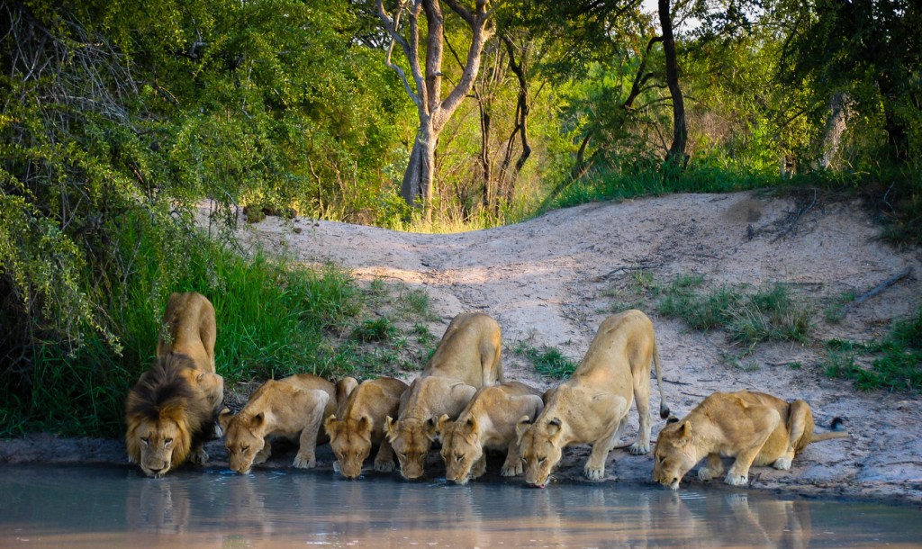 lions at watering hole