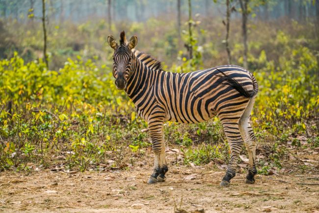 Zebra