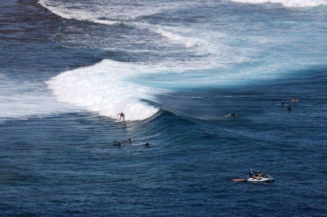 Surfing Shark Ocean