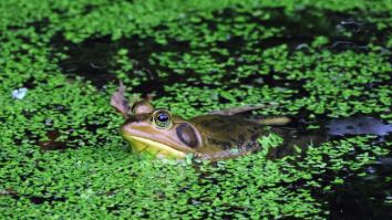 An Enormous Frog Was Found In The Solomon Islands And It’s Straight Up Bigger Than A Human Baby