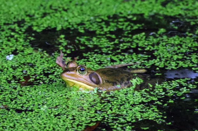 Frog