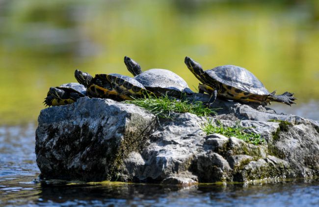 Painted Turtles