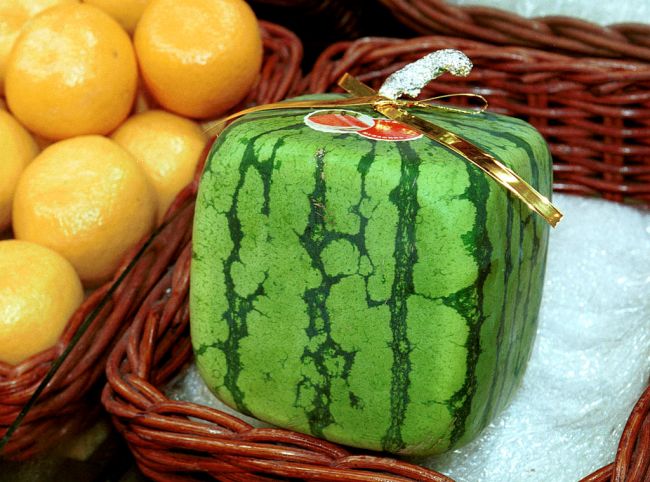 Square Watermelon