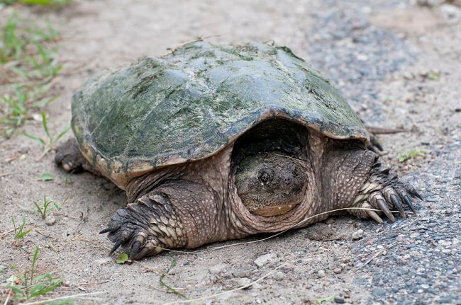 Snapping Turtle
