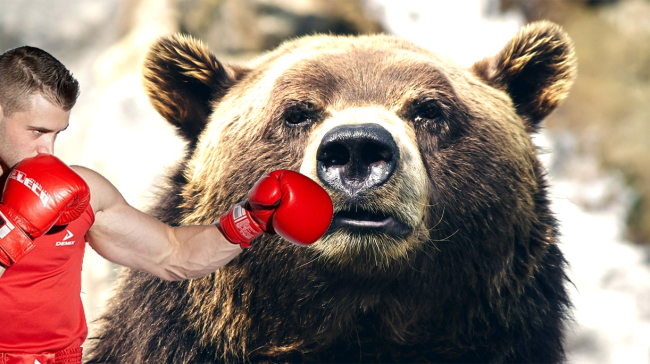 Poll Asks Americans Which Animals Think They Could Beat In A Fight