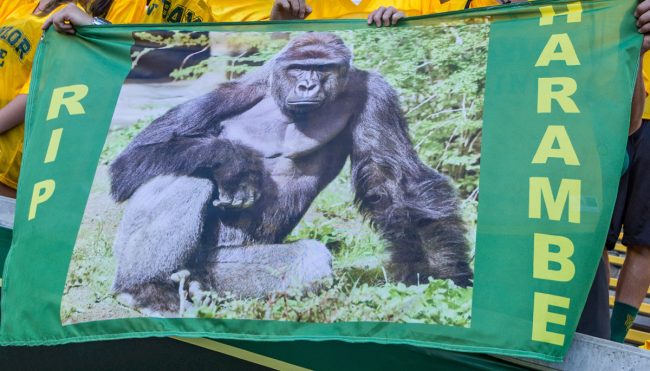 minor league baseball Harambe jerseys auction