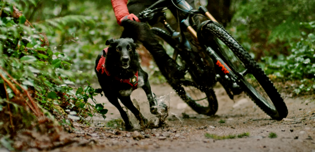 Shimano Dog Mountain Biking