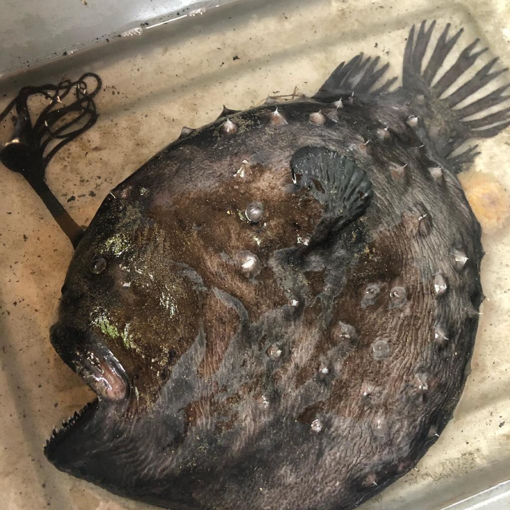 Angler Fish Pacific Footballfish