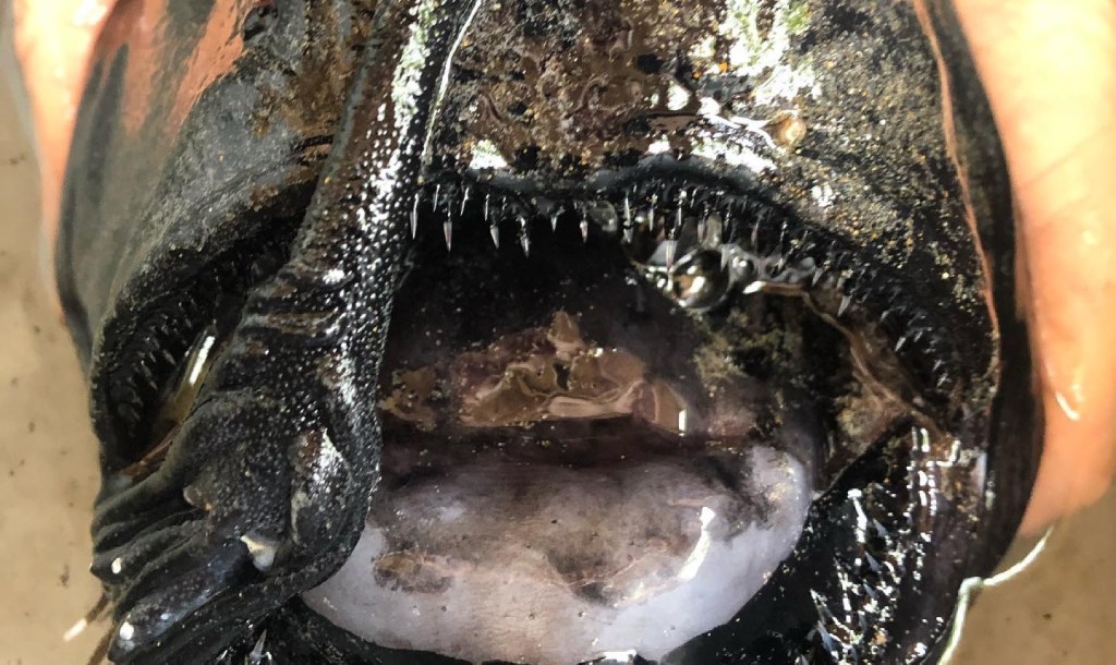 Angler Fish Pacific Footballfish