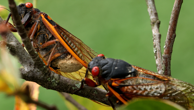 Brood X cicadas peeing