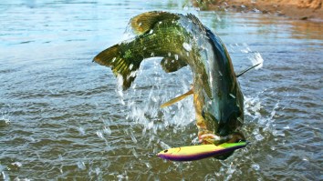Texas Angler Broke A Fishing World Record After Landing A Rare ‘Meanmouth’ Hybrid Bass
