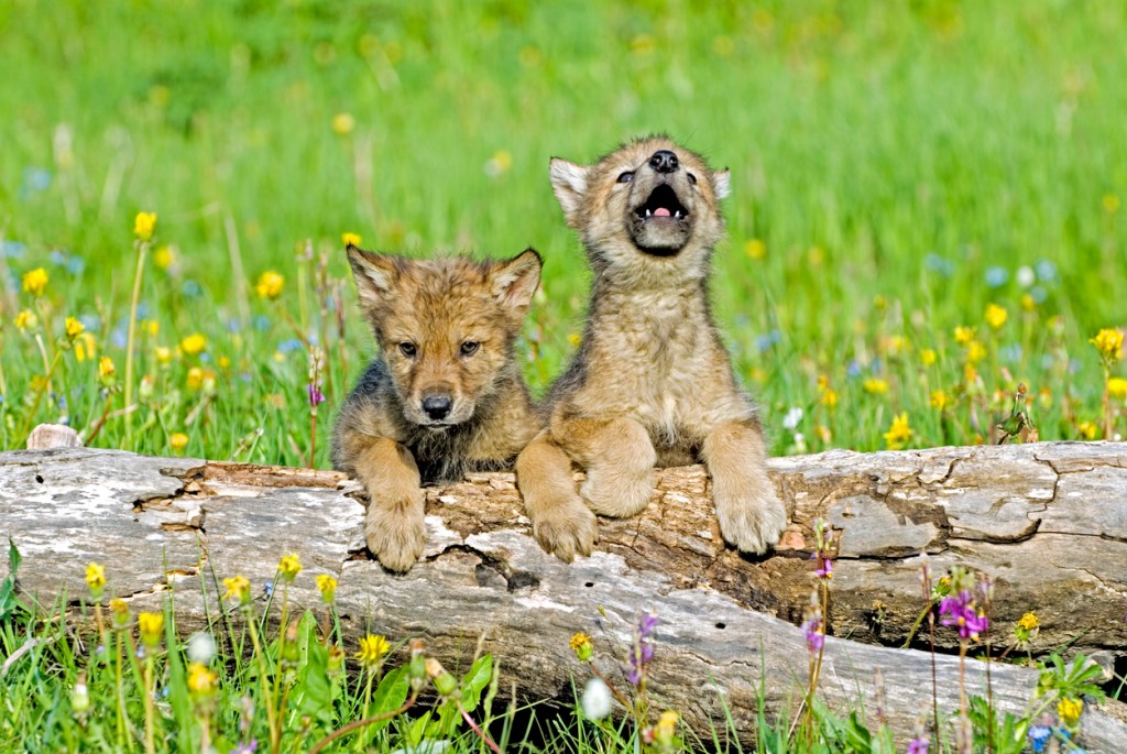 wolf pup first wolf howl