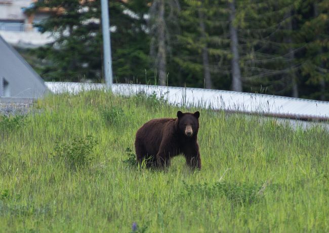 Bear Wildlife Nature British Columbia