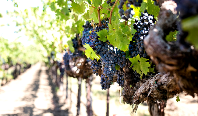 Man Rescued From Giant Vineyard Fan After Being Trapped For 2 Days