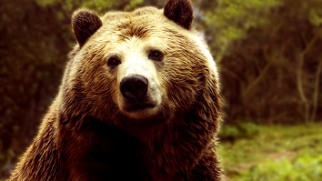 Teen Pushes Bear Off Her Property To Save Her Dogs In Insane TikTok Video