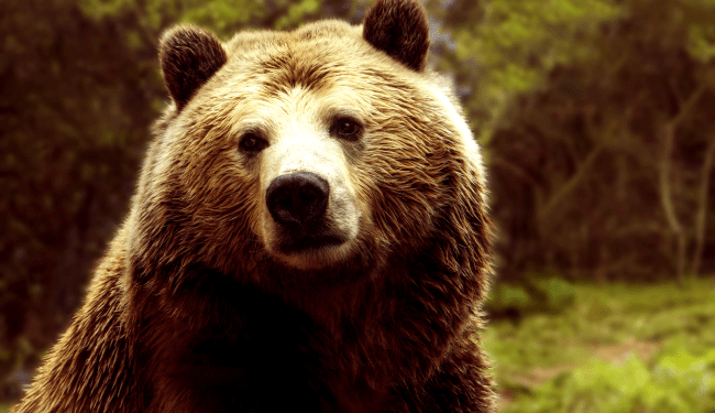 Teen pushes Bear Off Her Property To Save Dogs In Insane Viral Video