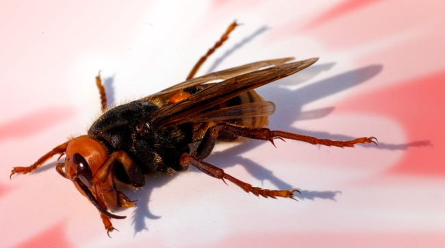 The First Murder Hornet Of 2021 Has Been Found In The United States