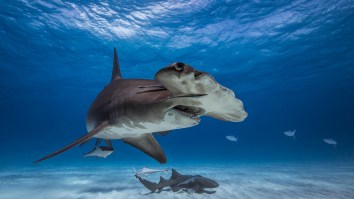 These Floridians Cheering Like Rowdy Jimmy Buffett Fans When HUGE Hammerhead Sharks Show Up Is Peak Sunshine State