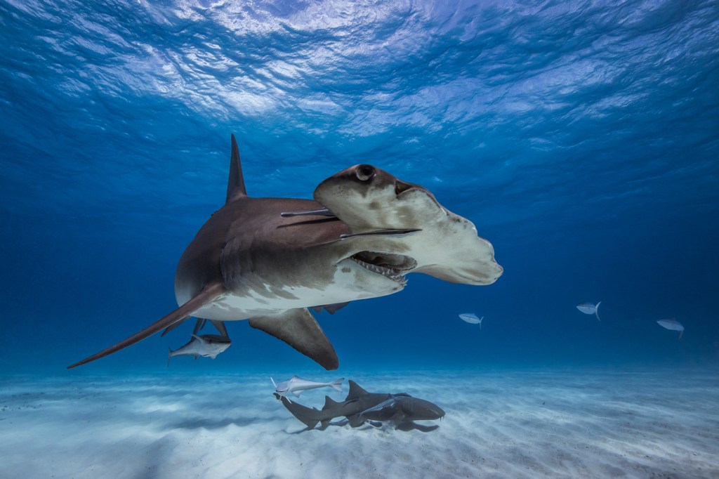 Hammerheads sharks swimming near people Pensacola Florida