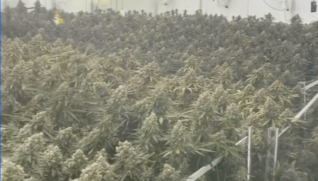 Paul Pierce marijuana grow house video
