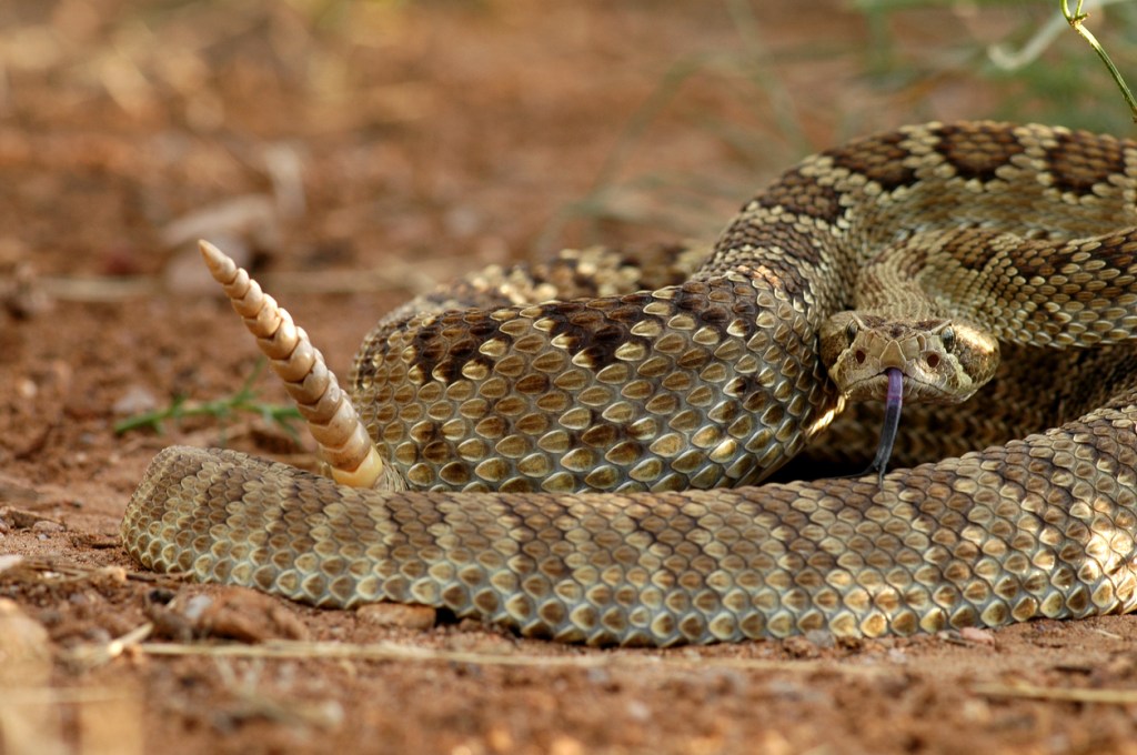 rattlesnake den rattler close up rattlesnakes