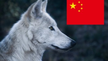 Wolves Chase Actors, Run Through The Audience As Part Of Live Show In China