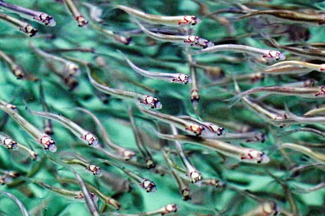 Fingerling fish restocking