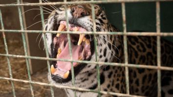 Inquisitive Child Gives Hilarious Interview After ‘Florida Man’ Sticks Hand In Jaguar’s Cage At Zoo