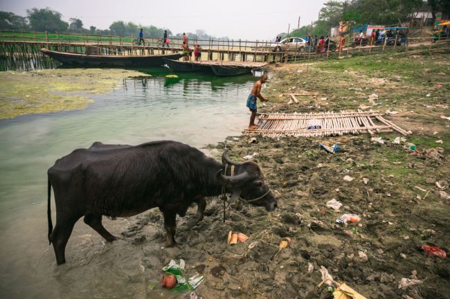 Buffalo India