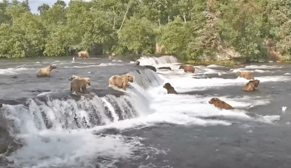Best of Live Bar Camera Brooks Falls Katmai National Park Alaska