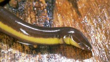 Florida’s Now Being Invaded By Snakes From South America That Are Famous For Lookin’ Like Weenuses
