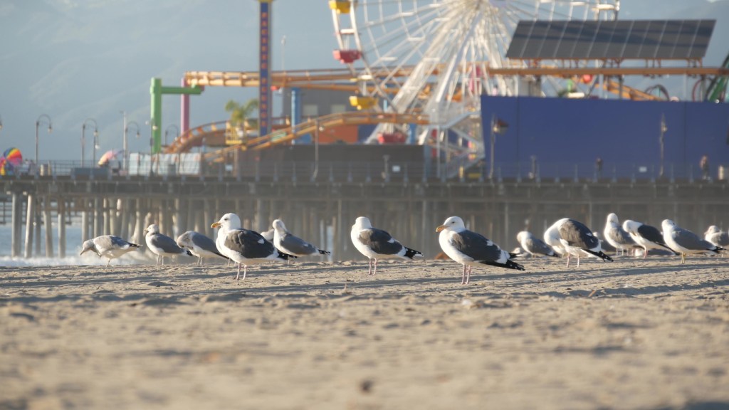girl hit by seagull on Morey's Pier Springshot ride