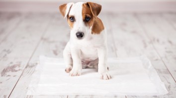 Why Do Dogs Circle Before They Poop? Scientists Say It Could Be To Align With Earth’s Magnetic Field