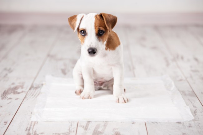 Why do dogs circle before they poop, science says magnetic fields could be to reason