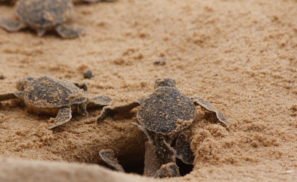 Two-Headed Loggerhead Sea Turtle South Carolina