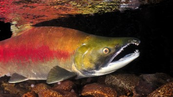 Mystery Solved: Scientists Baffled By Erratic Salmon Behavior Discover The Fish Are High On Cocaine