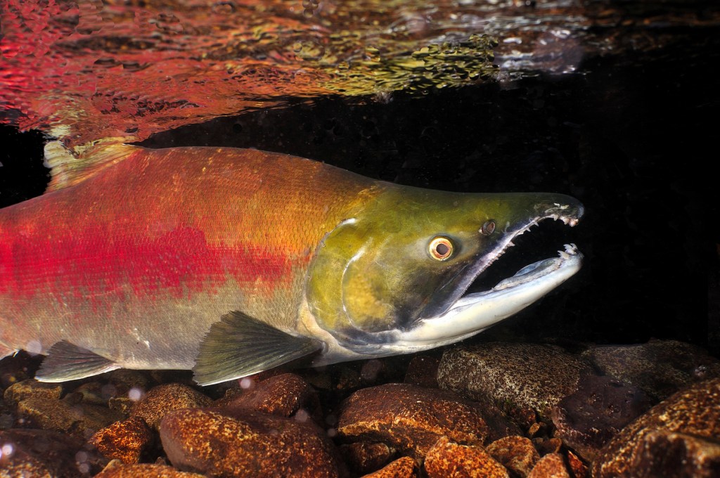 wild salmon cocaine germany