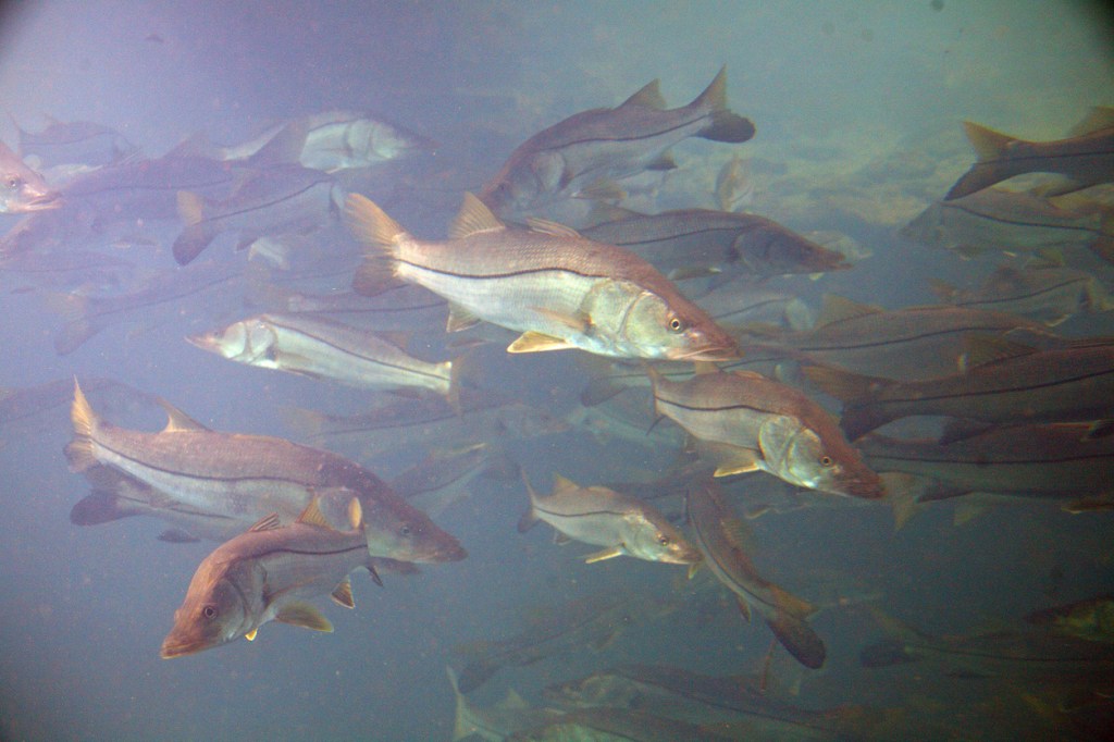world record Pacific Snook caught in Cabo 51 pounds