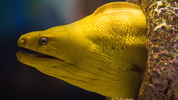 PSA: Do Not  Shove A Live Eel Up Your Butt To Try To Cure Constipation