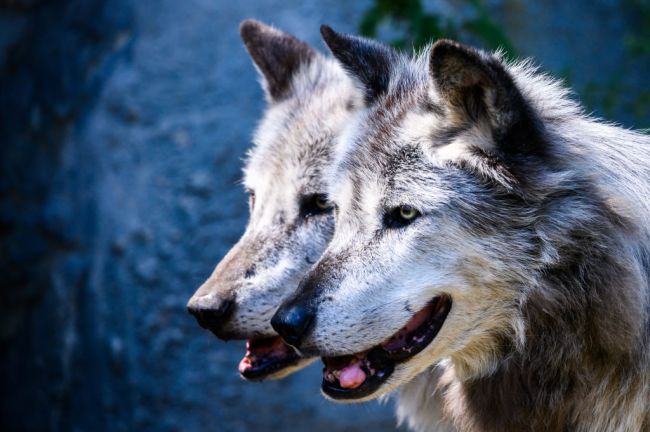 Wolf Hunting