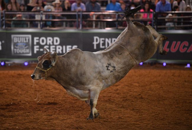 PBR Bull Riding Rodeo