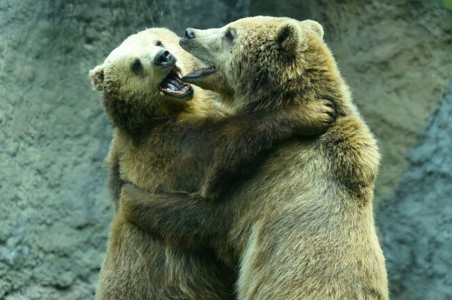 Fighting Brown Bears Brawl